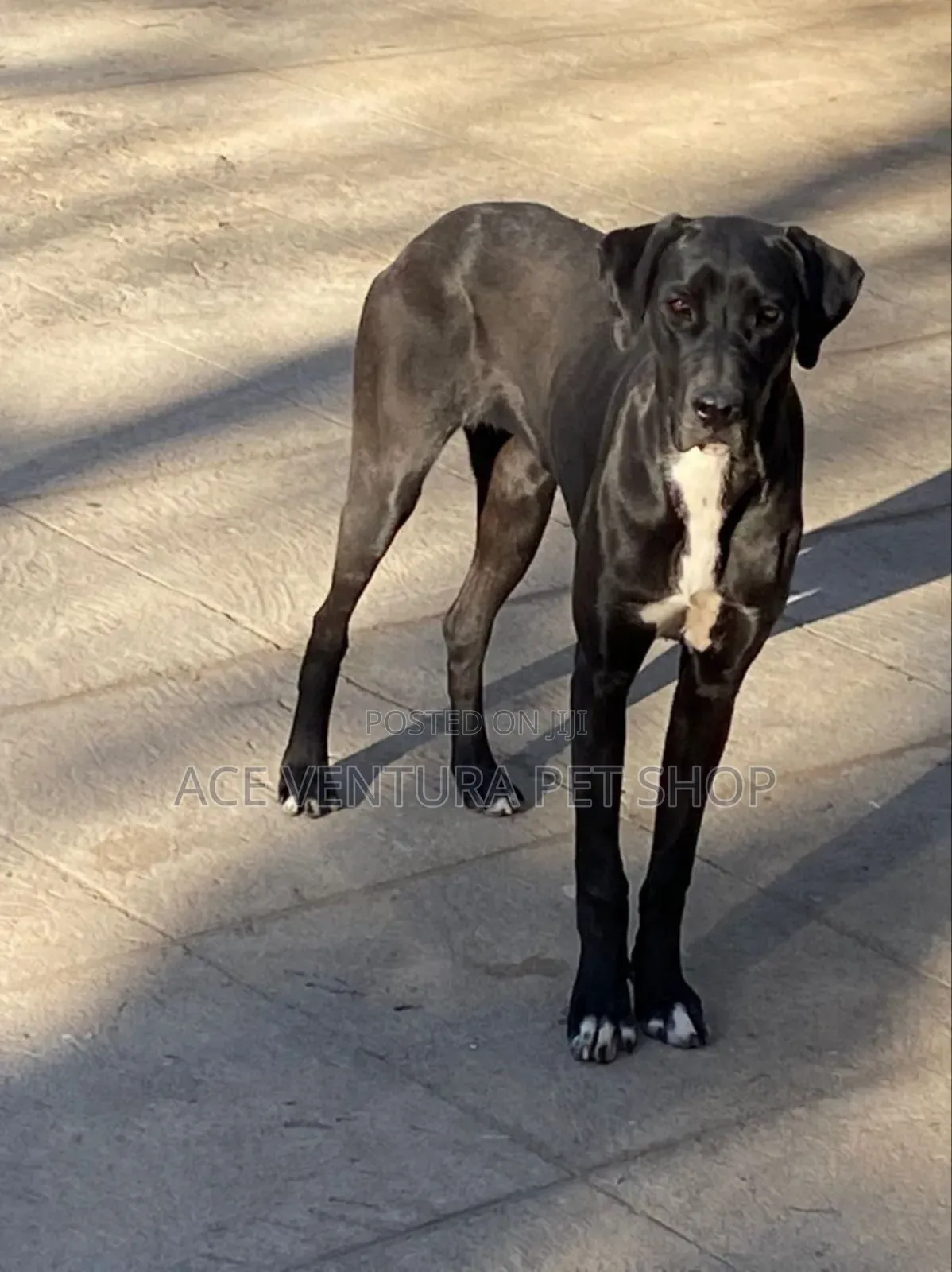 1-3 months Male Purebred Great Dane