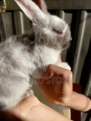 ጥንቸል ለሳሎን ለህፃናት የሚሆኑ