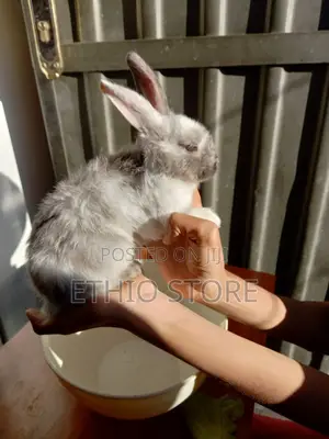 ጥንቸል ለሳሎን ለህፃናት የሚሆኑ