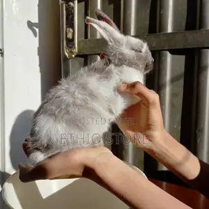 Rabbit የሳሎን ምትፈልጉ