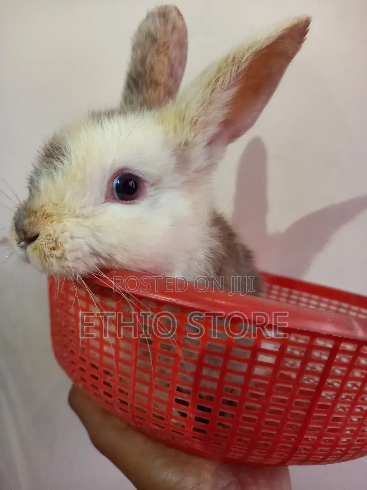 Rabbit የሳሎን ምትፈልጉ