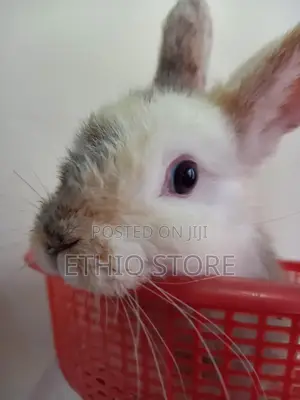 Rabbit የሳሎን ምትፈልጉ