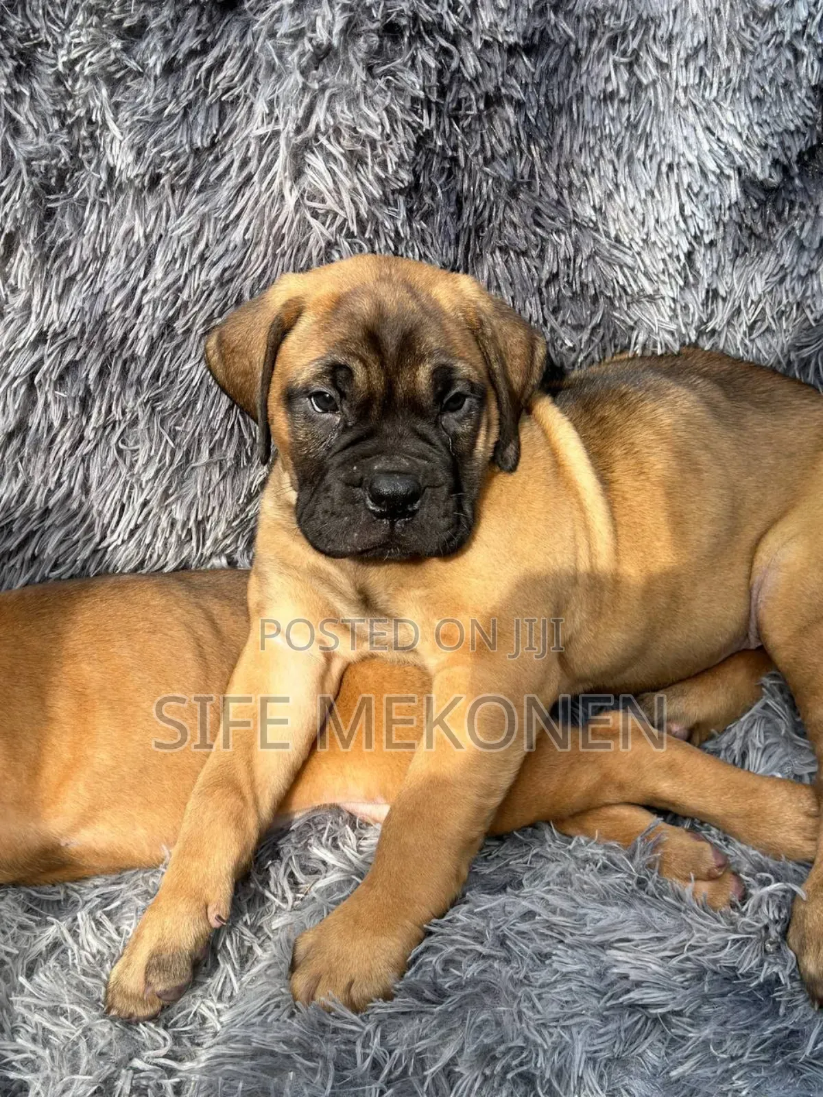 1-3 months Male Purebred Bullmastiff