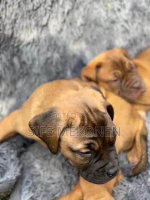 1-3 months Male Purebred Bullmastiff