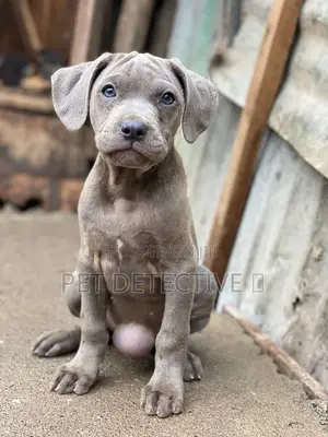 Photo - 1-3 months Male Purebred American Pit Bull Terrier
