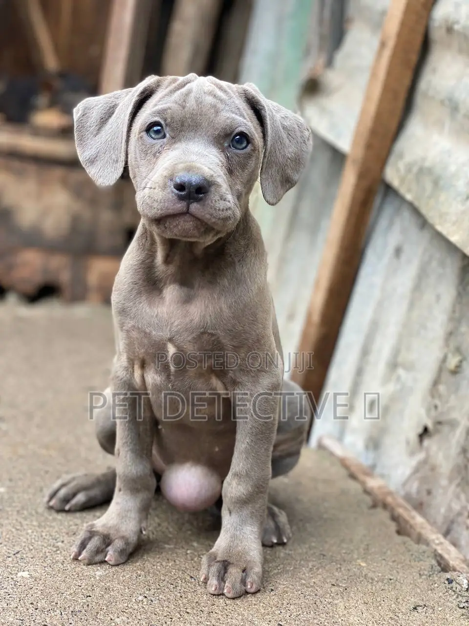 1-3 months Male Purebred American Pit Bull Terrier