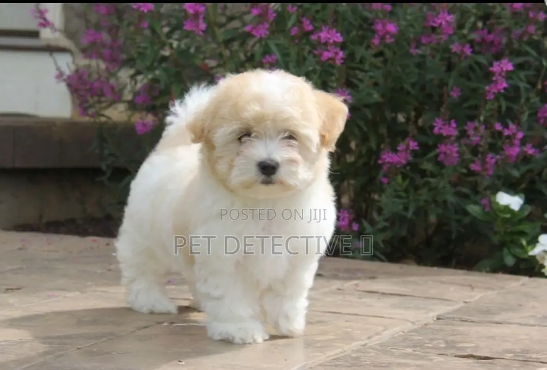 1-3 months Male Purebred Maltese