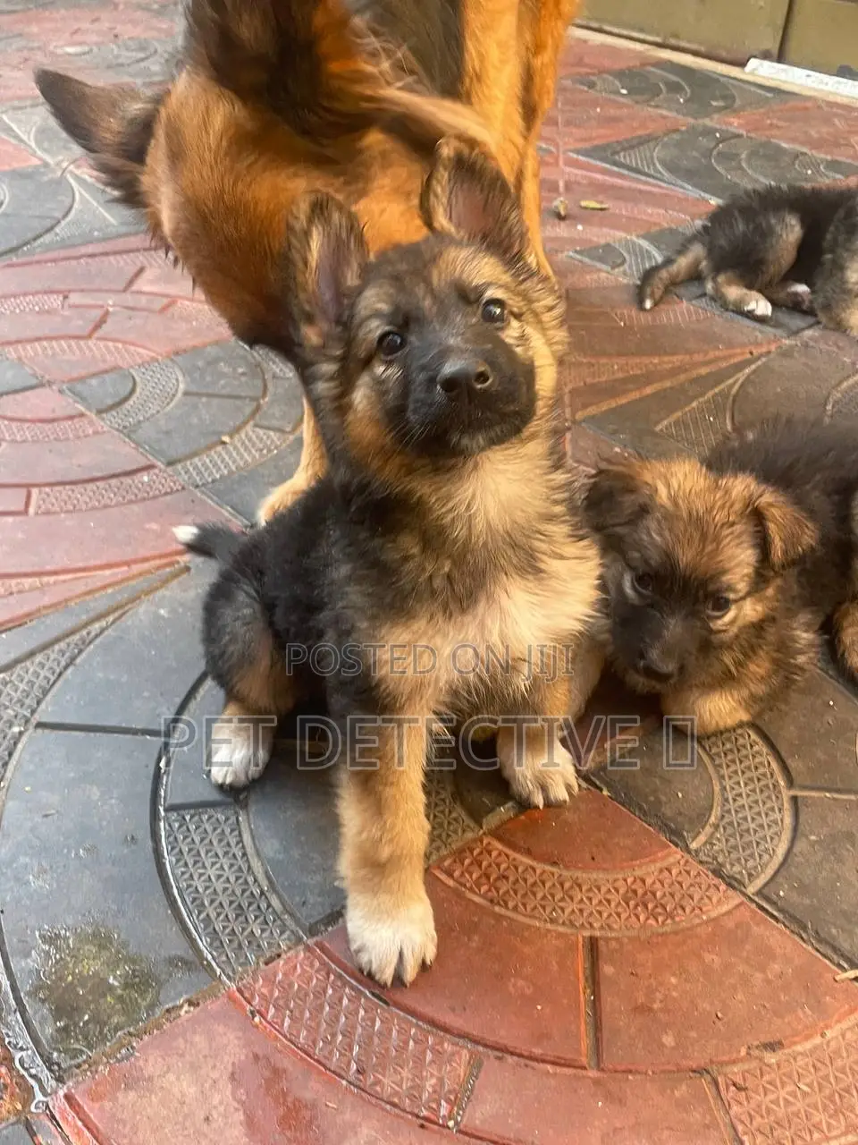 1-3 months Female Purebred German Shepherd