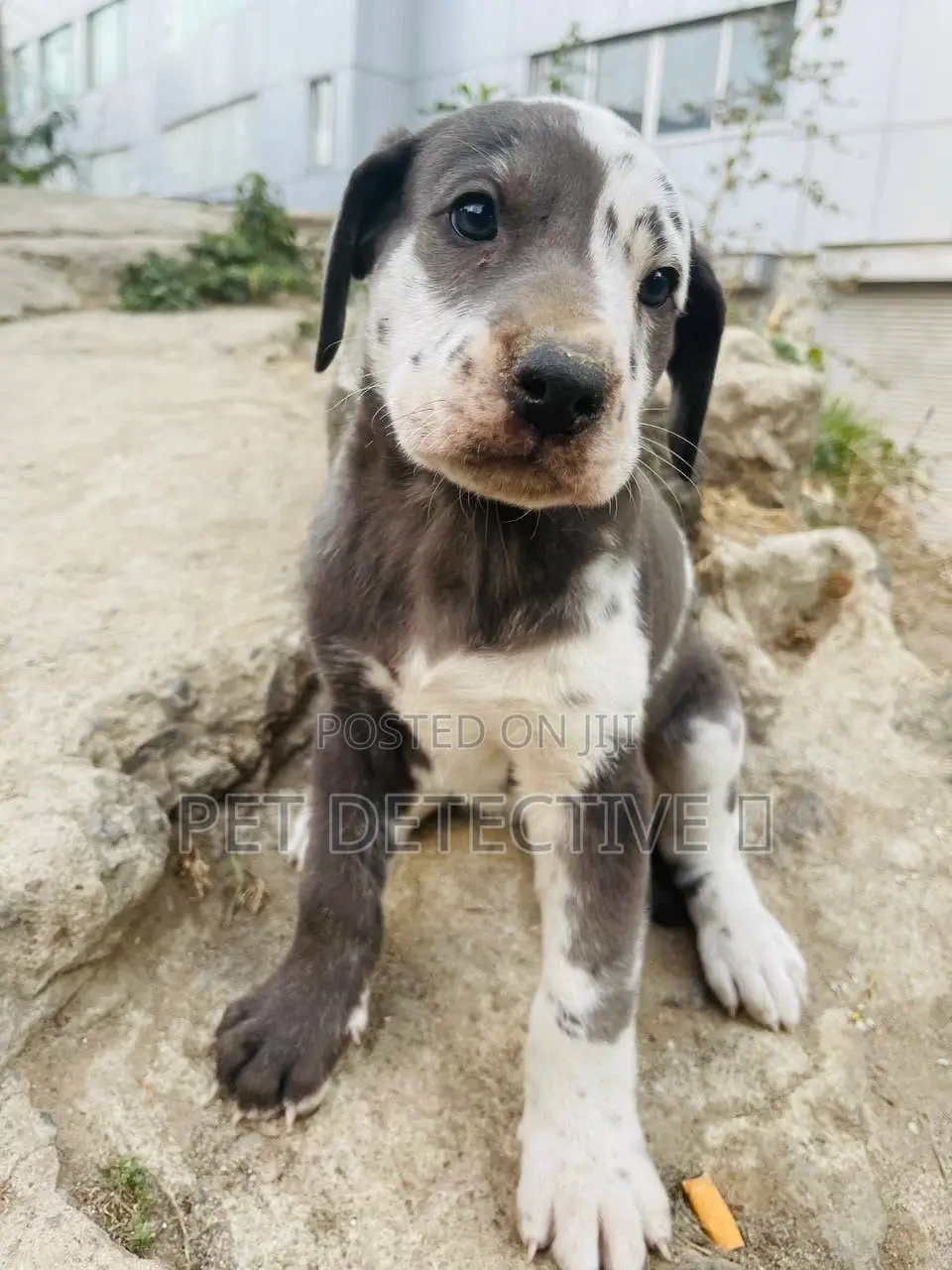 1-3 months Male Purebred Great Dane