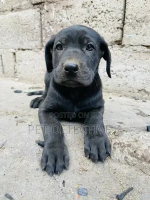 Photo - 1-3 months Male Purebred Great Dane