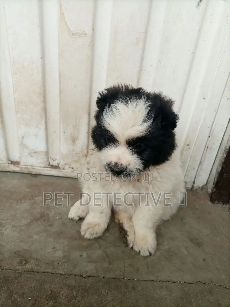1-3 months Male Purebred Maltese
