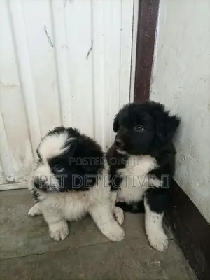 Photo - 1-3 months Male Purebred Maltese