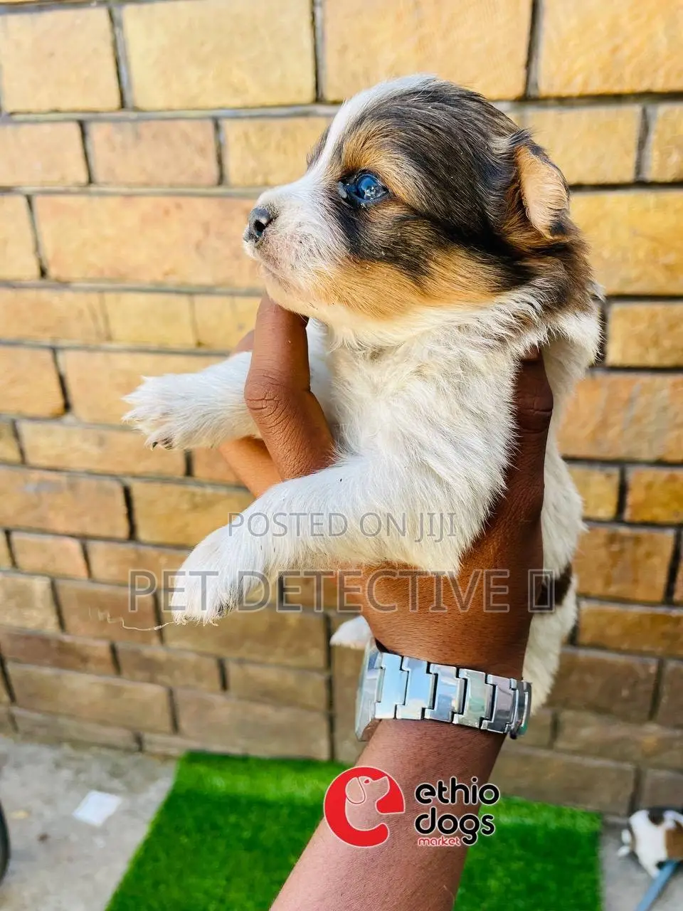 1-3 months Male Purebred Maltese