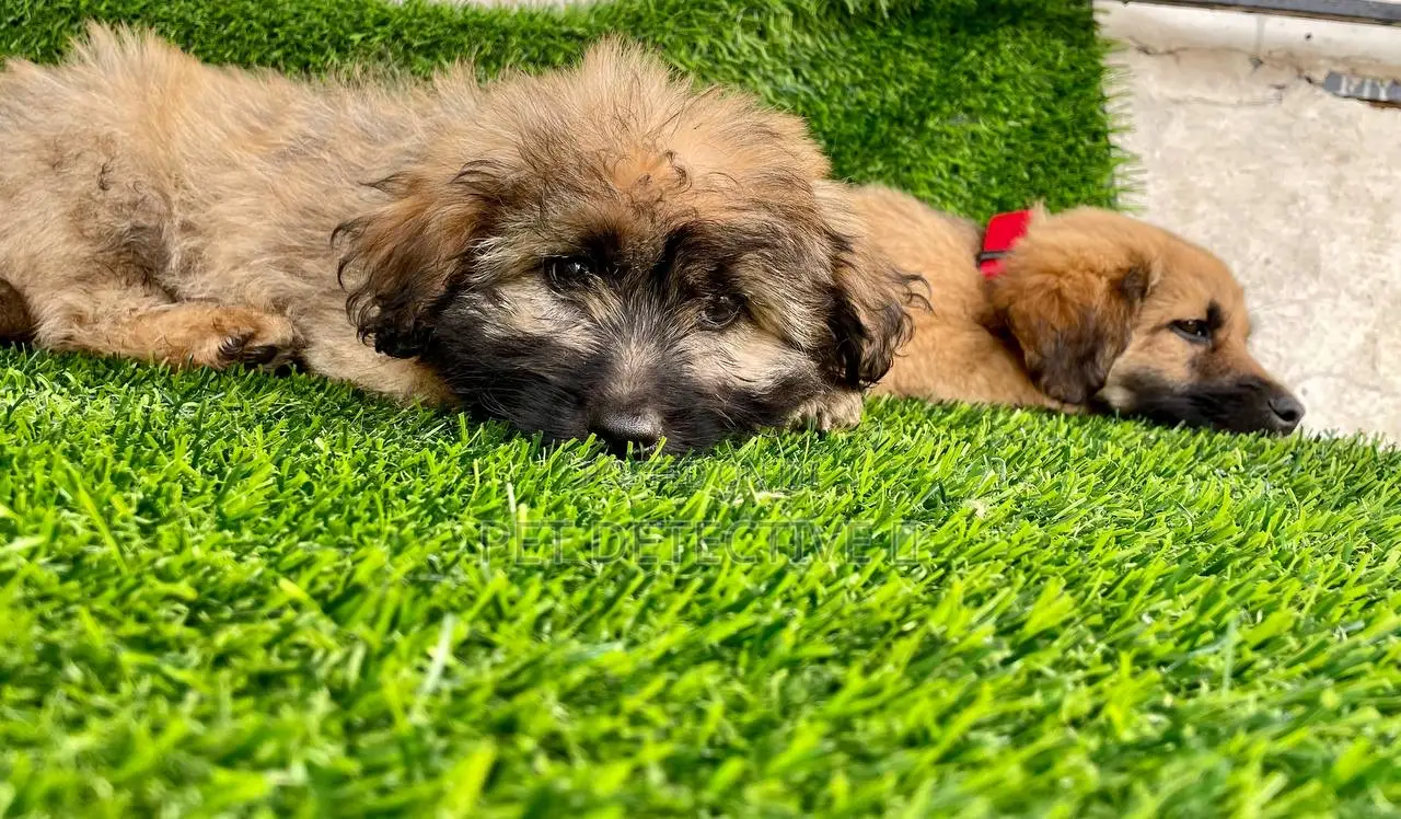 1-3 months Male Purebred Maltese