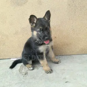 Photo - 1-3 months Male Purebred German Shepherd