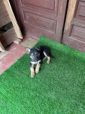 Photo - 1-3 months Male Purebred German Shepherd