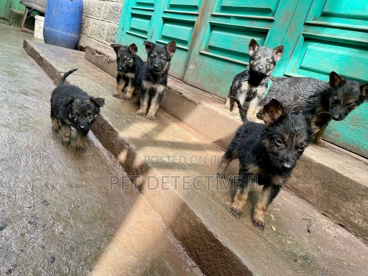 1-3 months Male Purebred German Shepherd