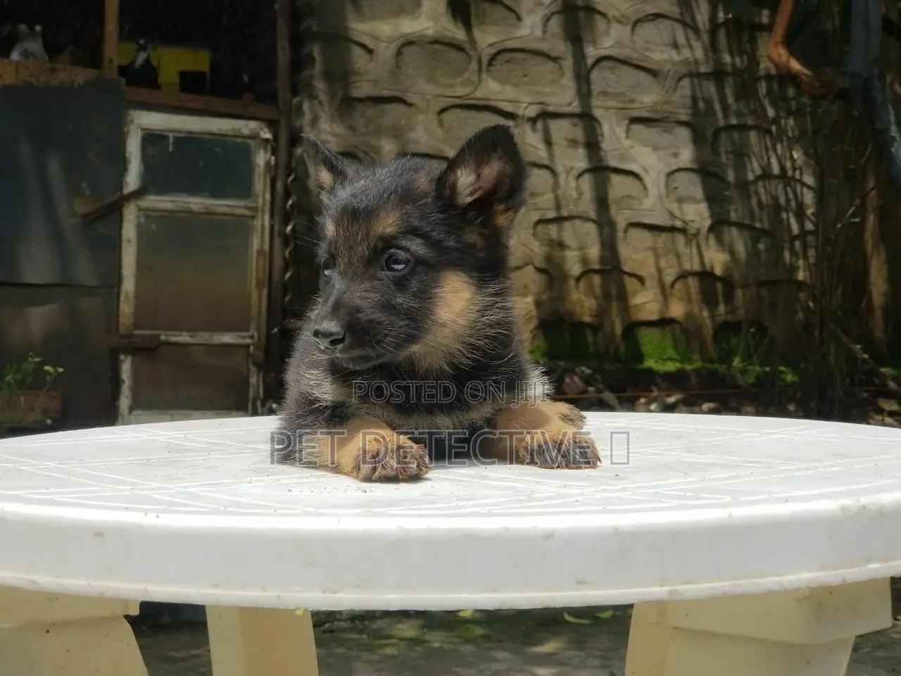 1-3 months Male Purebred German Shepherd