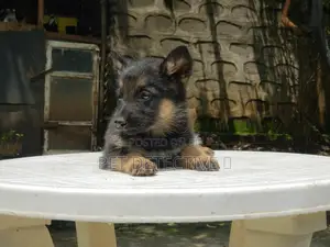 Photo - 1-3 months Male Purebred German Shepherd