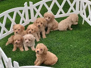 Photo - 1-3 months Male Purebred Poodle