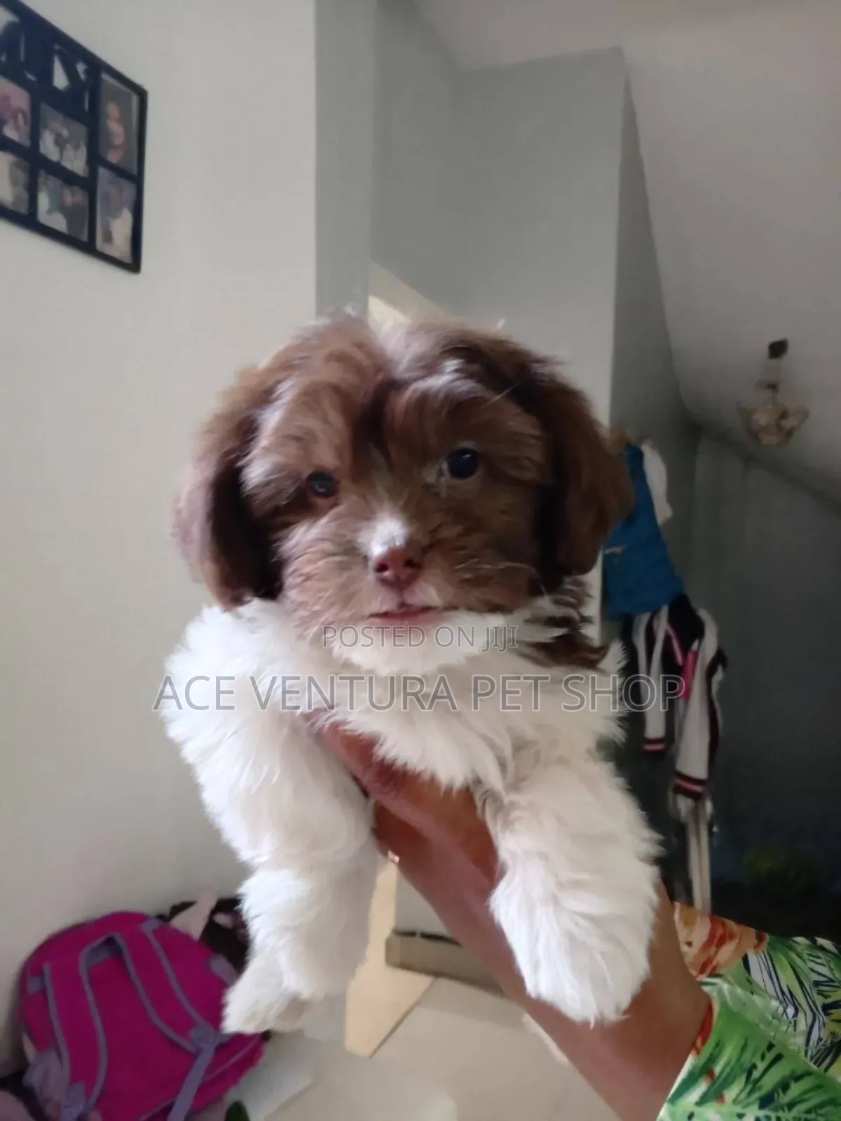 1-3 months Male Purebred Shih Tzu