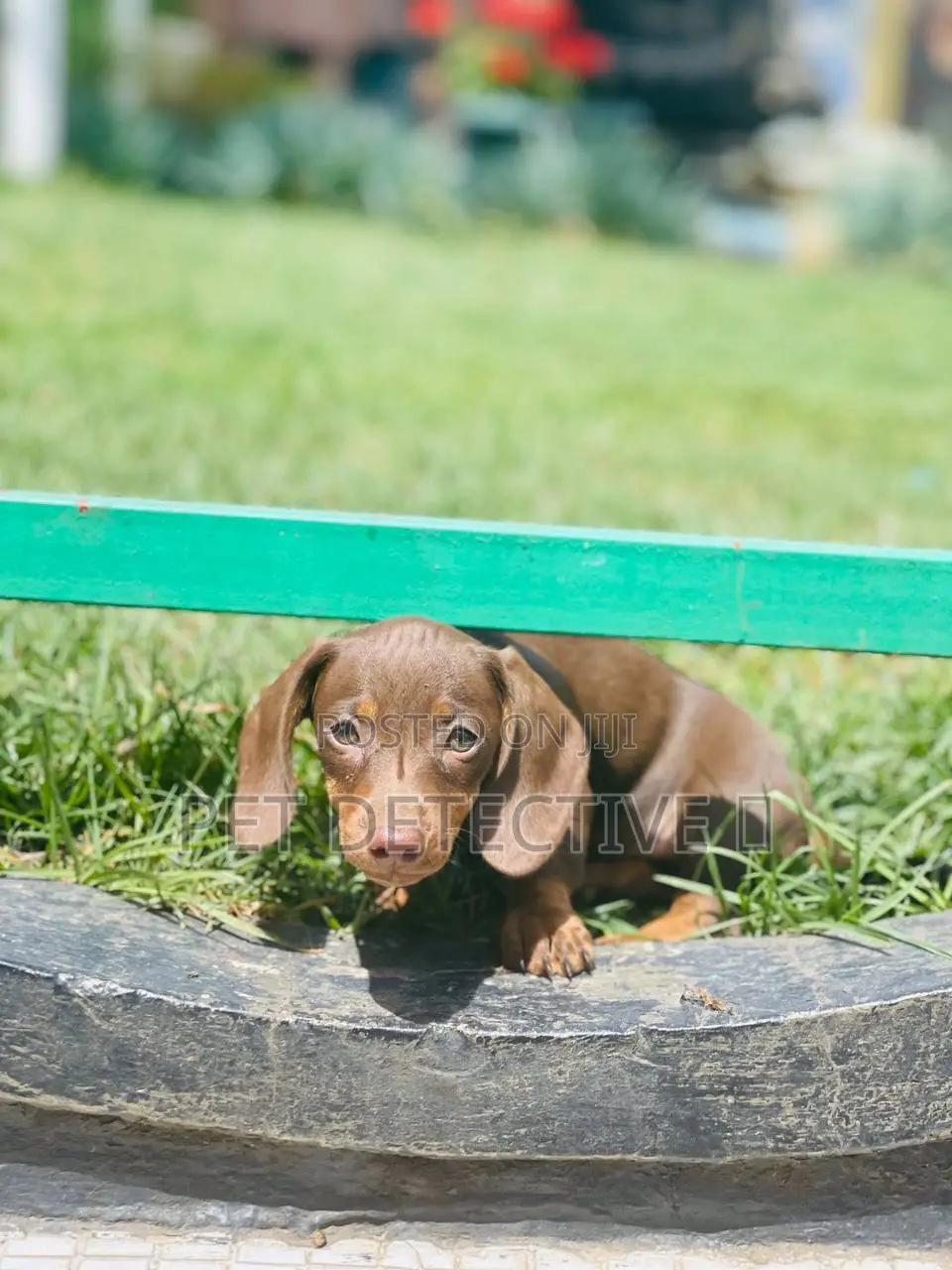1-3 months Male Purebred Dachshund