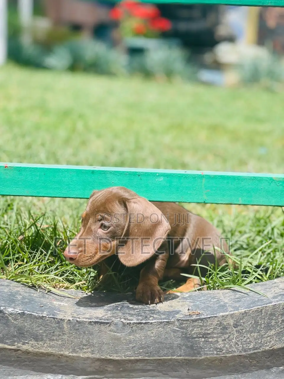 1-3 months Male Purebred Dachshund
