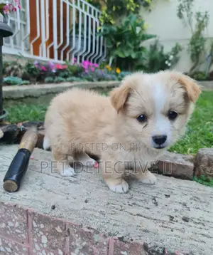 Photo - 1-3 months Male Purebred Maltese
