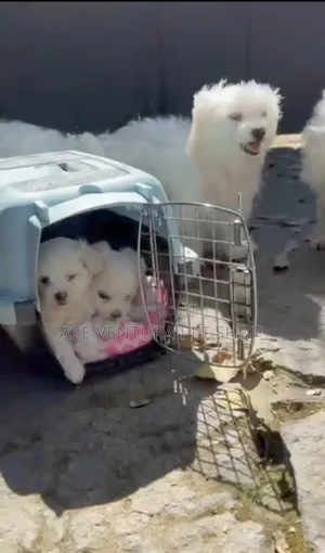 Photo - 1-3 months Male Purebred Maltese