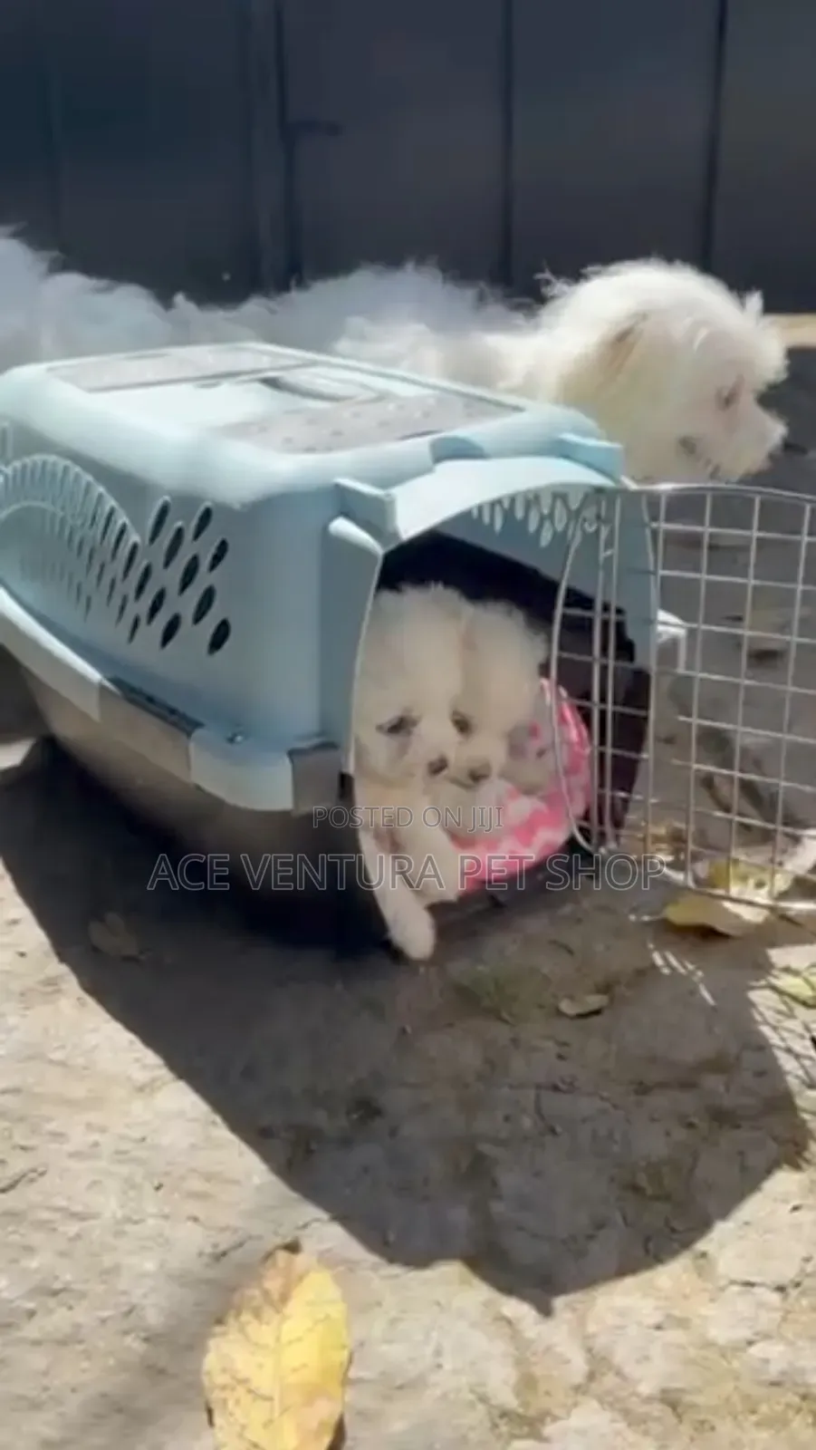 1-3 months Male Purebred Maltese