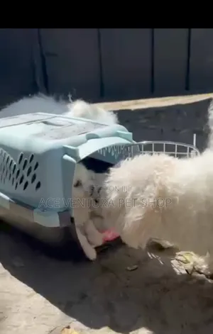 1-3 months Male Purebred Maltese