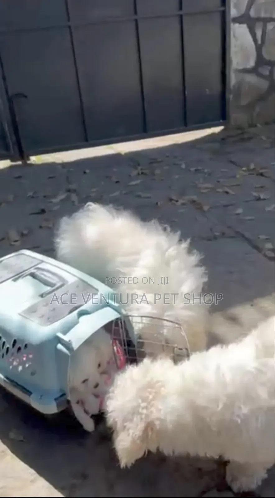 1-3 months Male Purebred Maltese