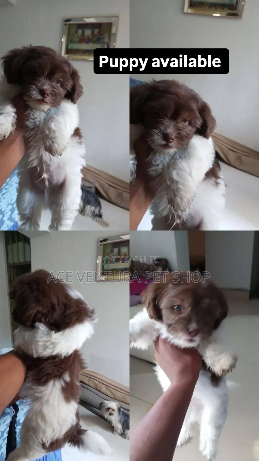 1-3 months Male Purebred Maltese Shih Tzu