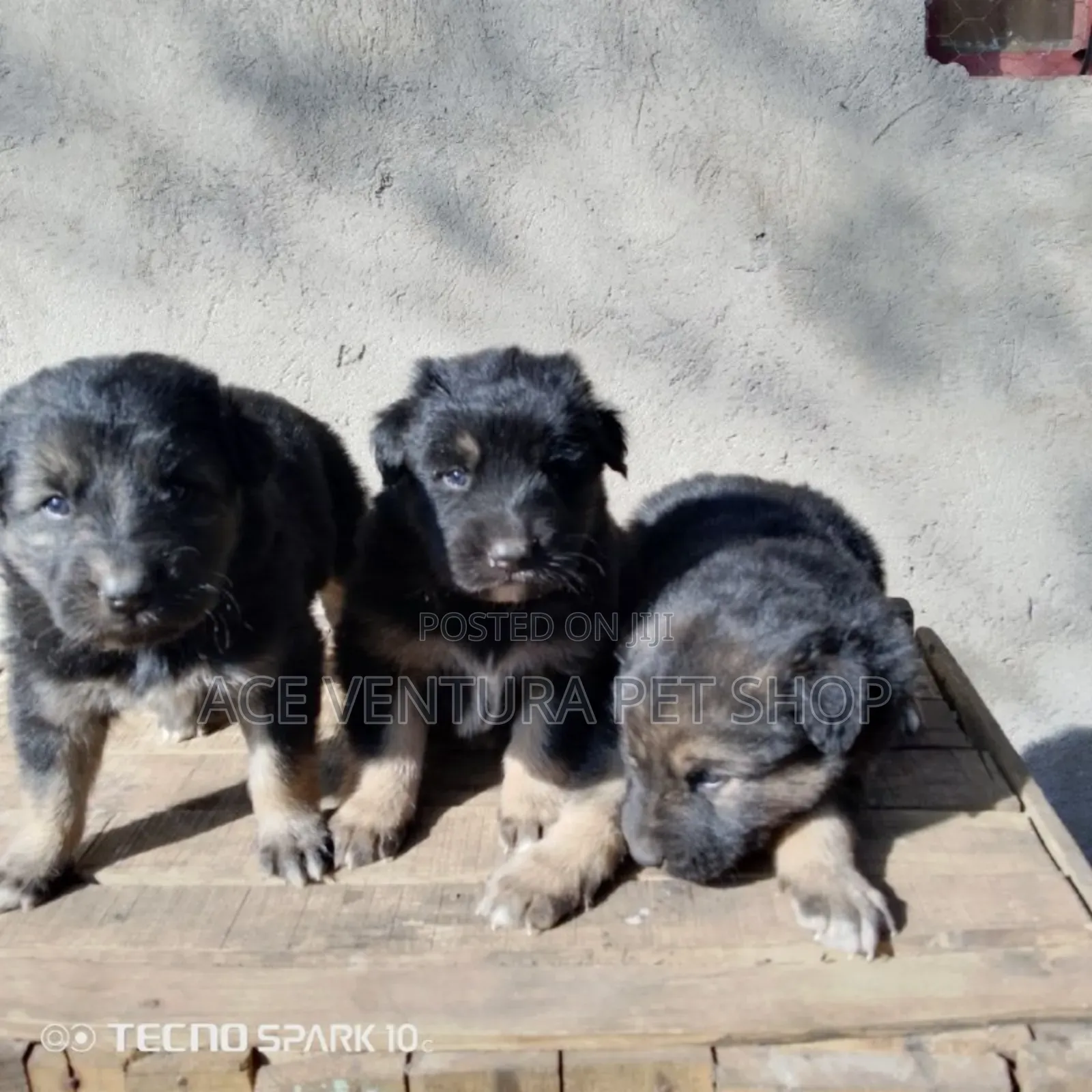 1-3 months Male Purebred German Shepherd