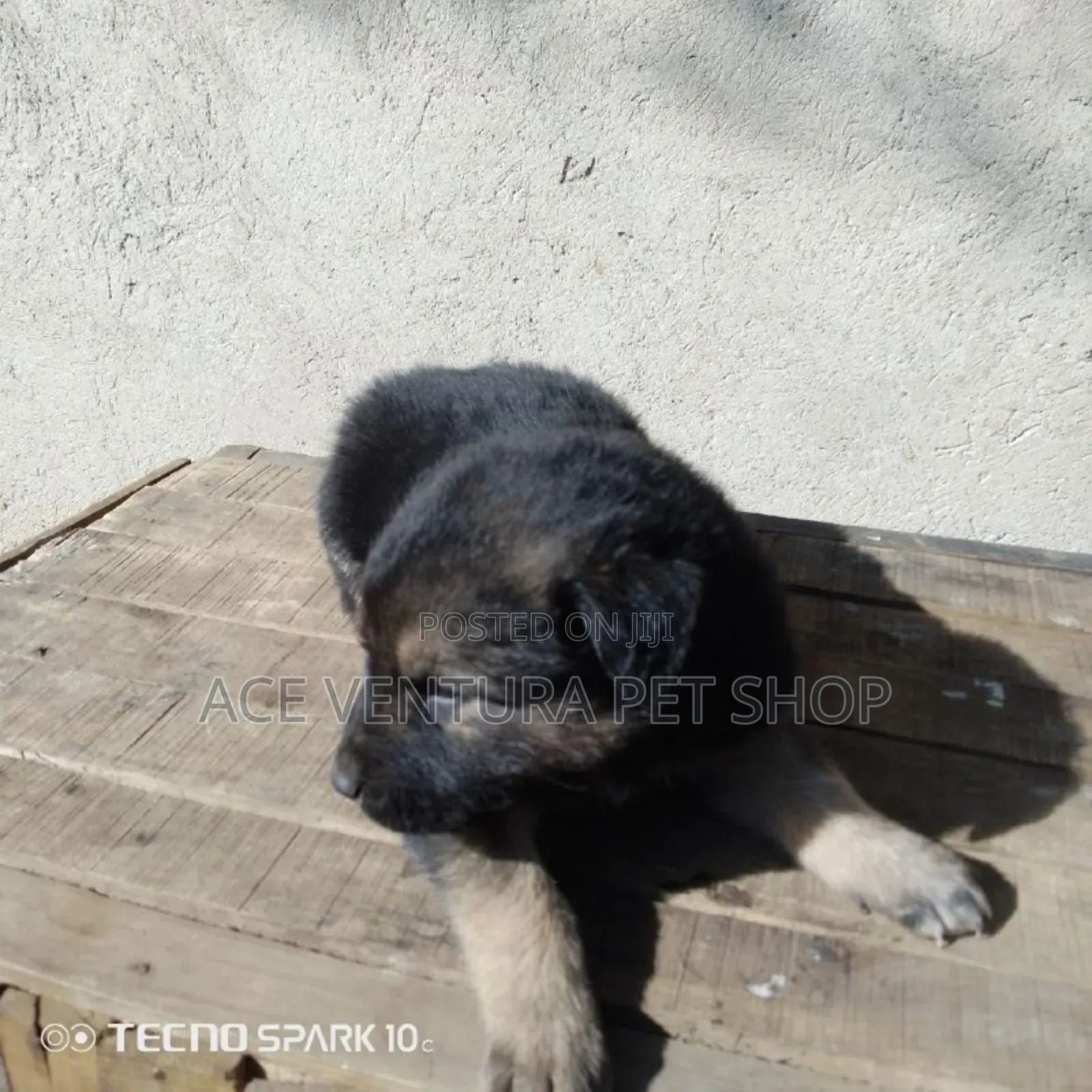 1-3 months Male Purebred German Shepherd