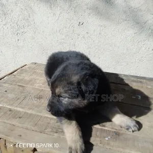 1-3 months Male Purebred German Shepherd