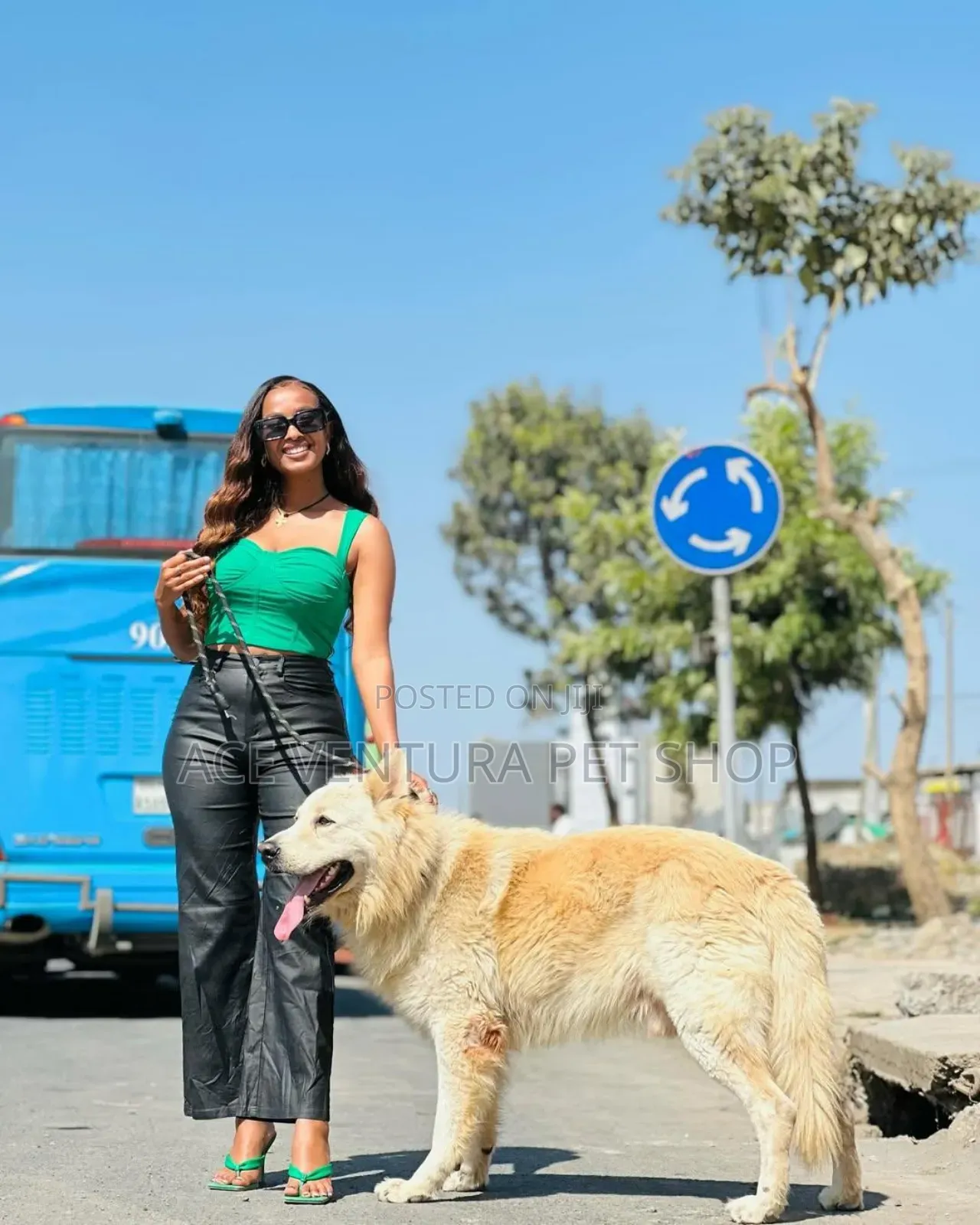 1-3 months Male Purebred German Shepherd