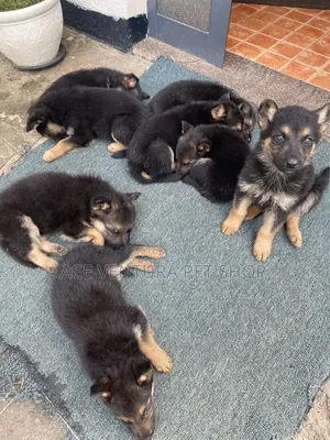 Photo - 1-3 months Male Purebred German Shepherd