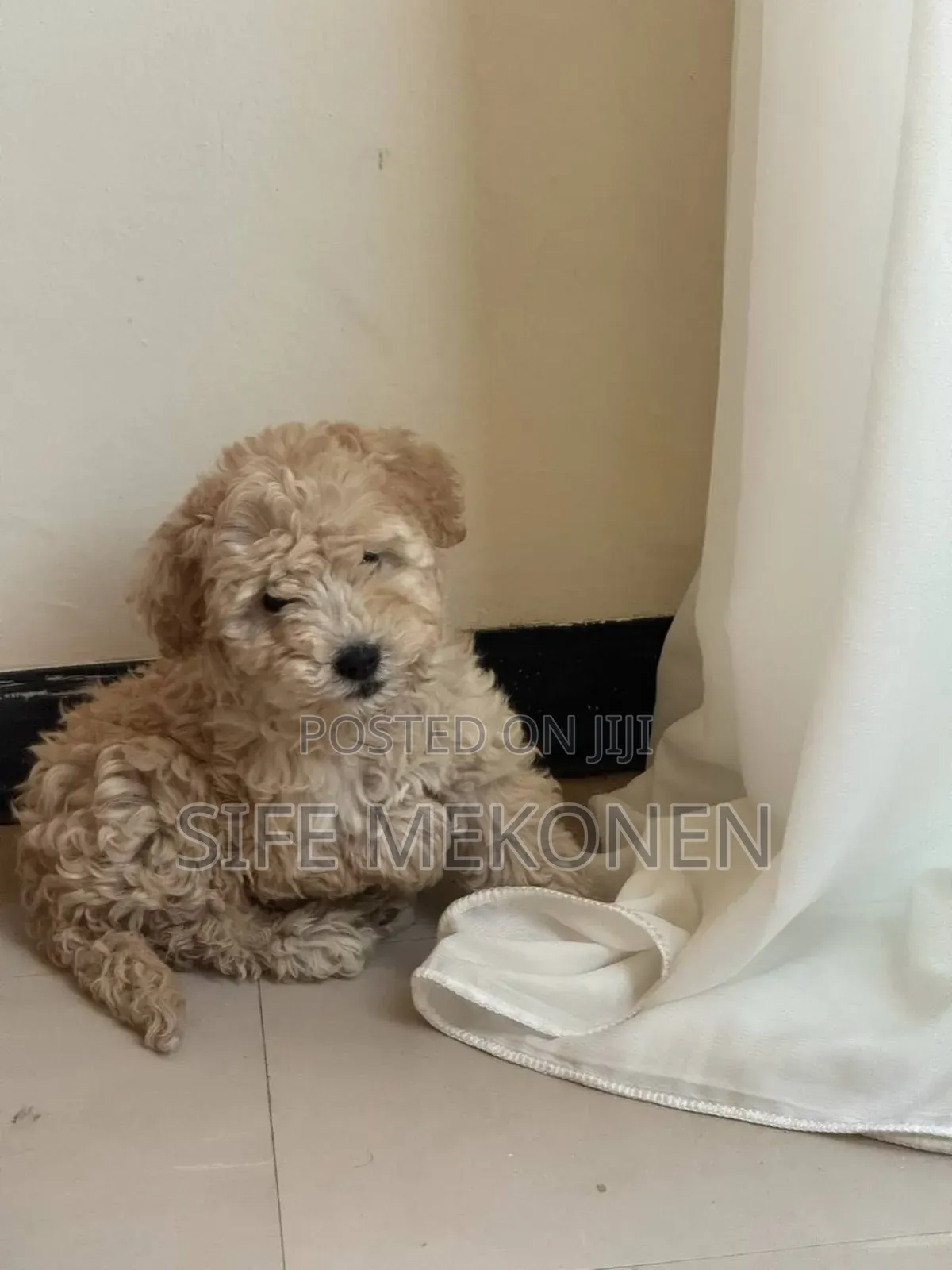 1-3 months Male Purebred Poodle