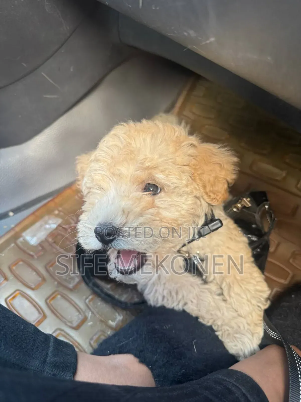 1-3 months Male Purebred Poodle