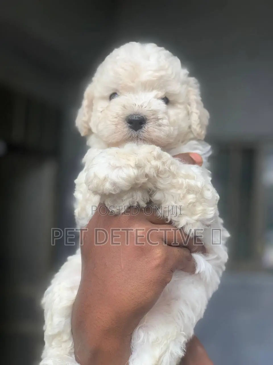 1-3 months Male Purebred Maltese