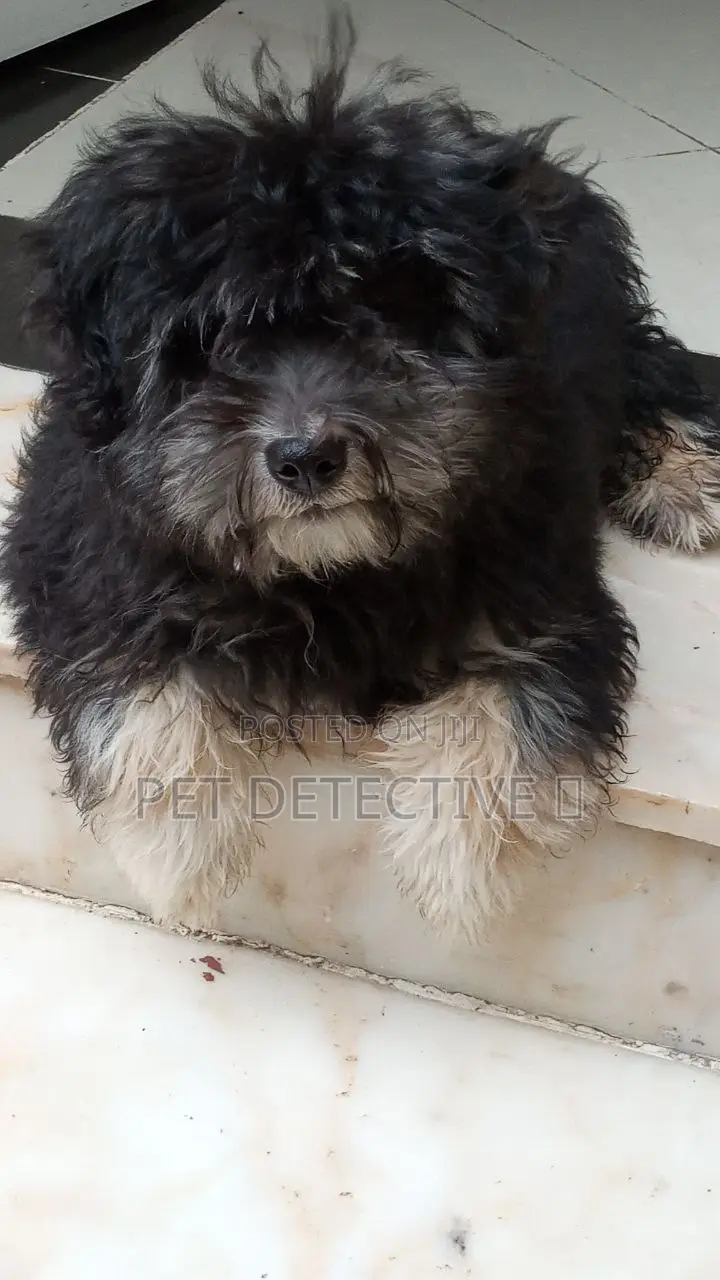 1-3 months Male Purebred Maltese