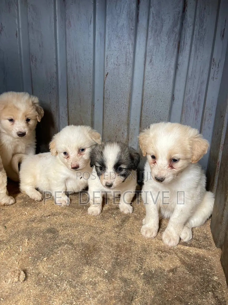 1-3 months Male Purebred Maltese