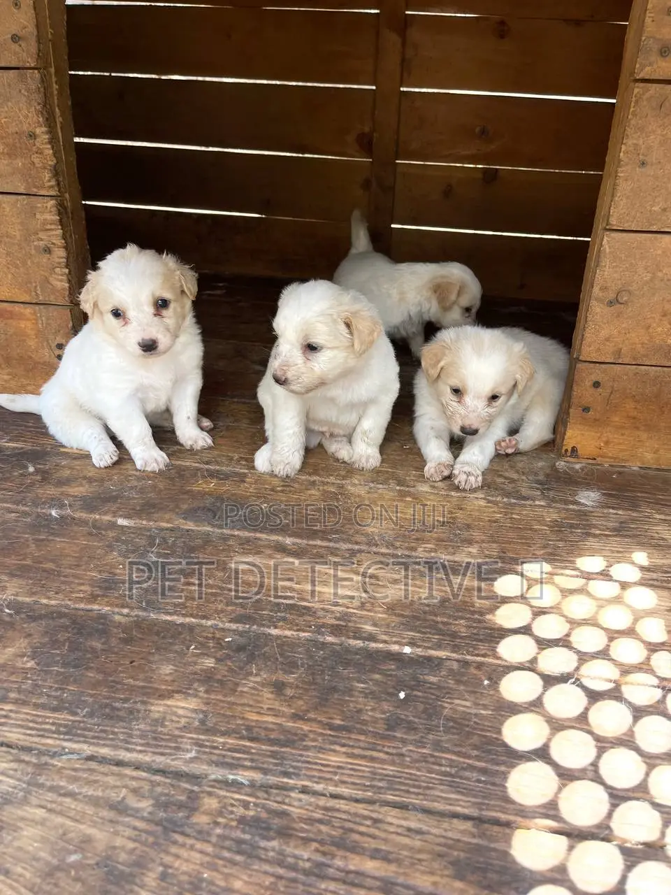 1-3 months Male Purebred Maltese