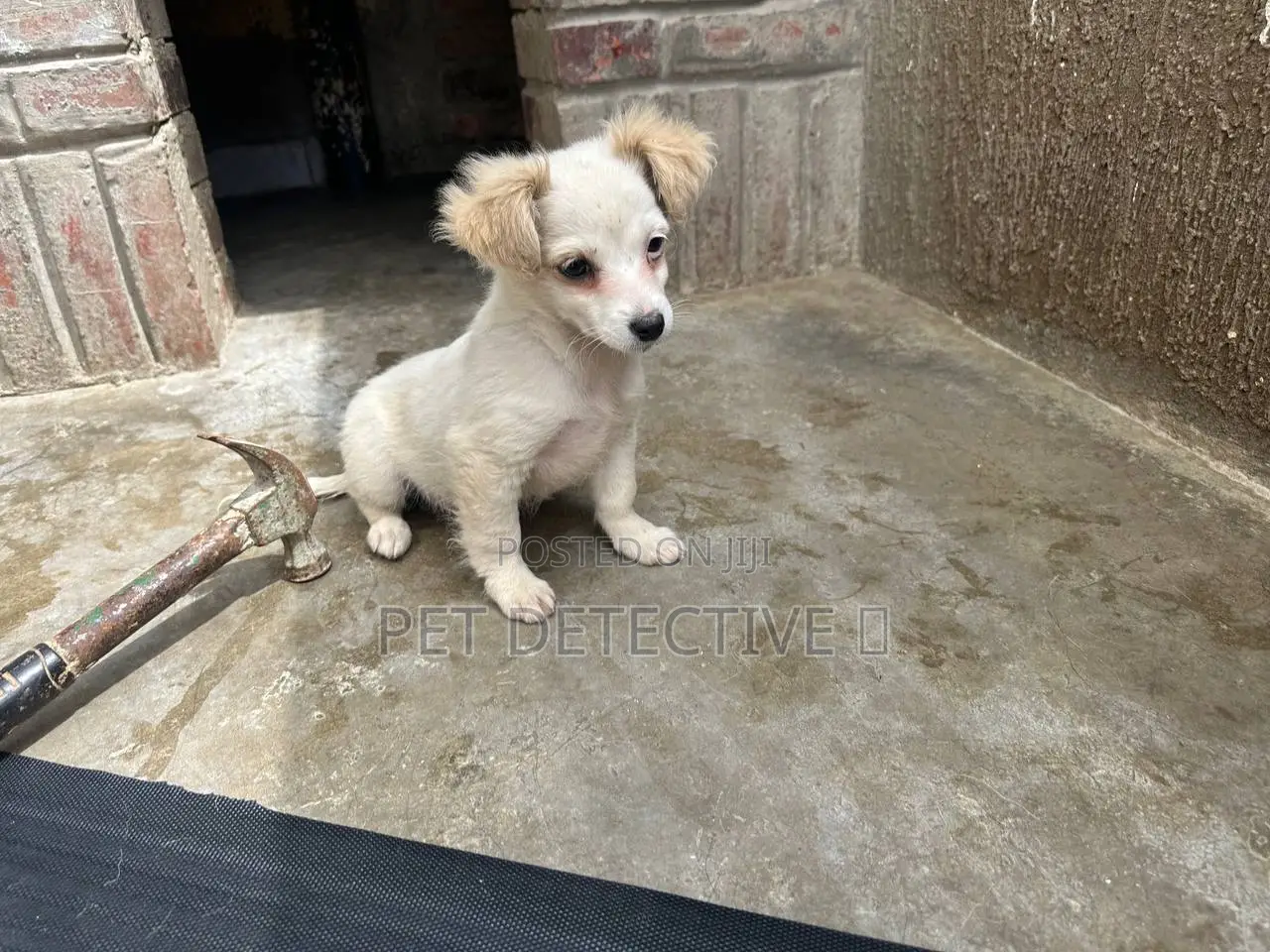 1-3 months Male Purebred Maltese