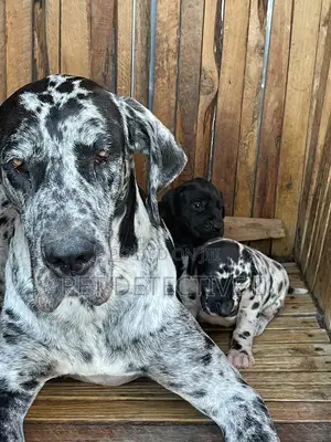 Photo - 1-3 months Male Purebred Great Dane