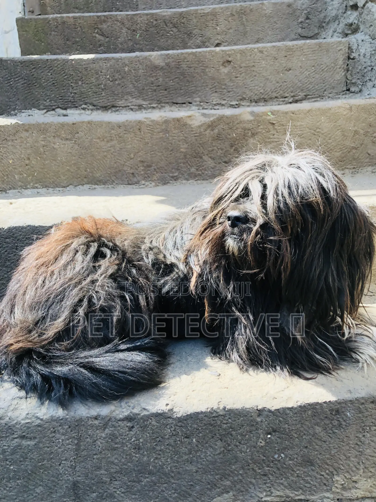 3-6 months Male Purebred Maltese Shih Tzu