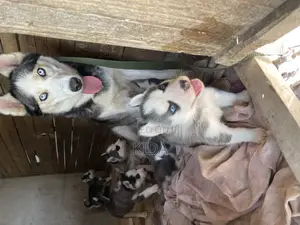 1-3 months Male Purebred Siberian Husky