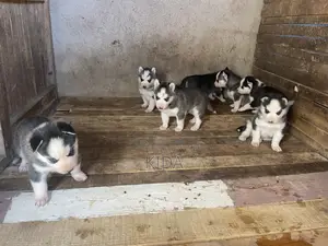 1-3 months Male Purebred Siberian Husky
