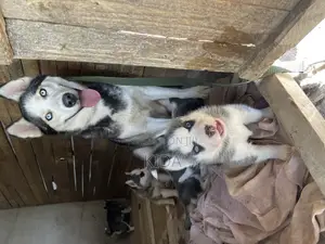 1-3 months Male Purebred Siberian Husky